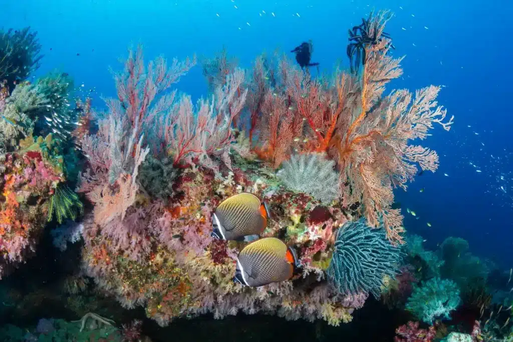 Explore the Best Diving Spots in Phang Nga Awaiting Your Discovery 2 %Paradise Koh Yao resort%