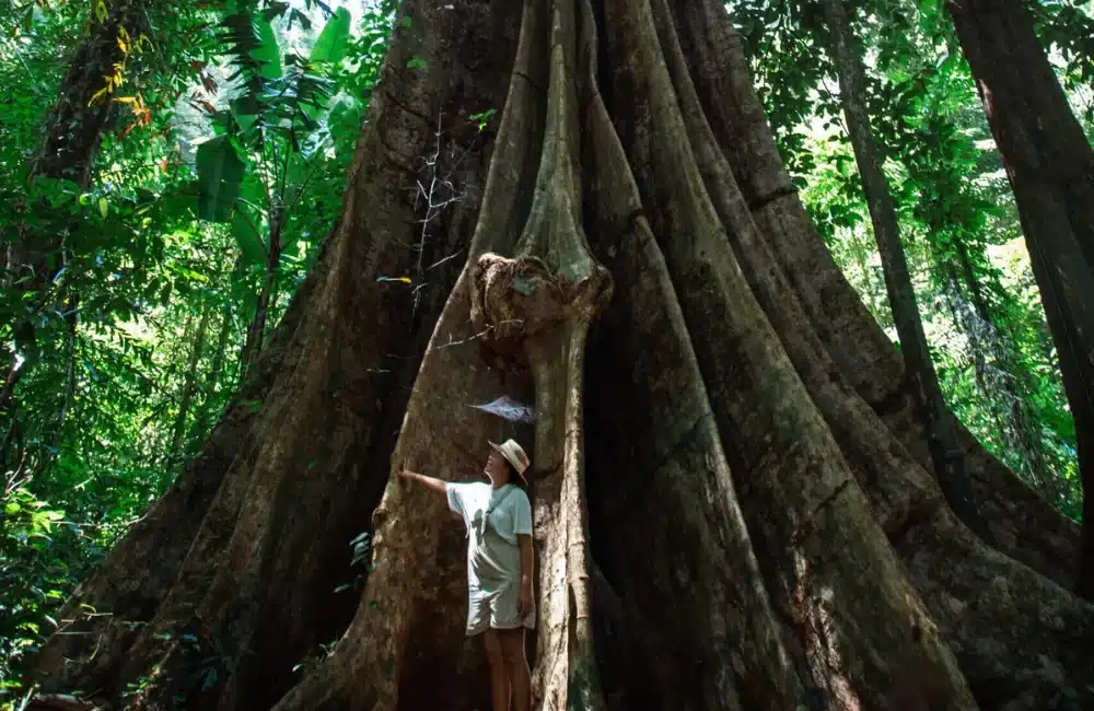 พาส่องกิจกรรมท่องเที่ยวเชิงอนุรักษ์ ที่เกาะยาวน้อย 2 ดูต้นโพธิ์ยักษ์ ที่อ่าวเคียน