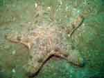  starfish diving holidays thailand