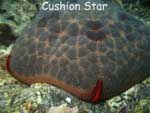 cushion star diving holidays thailand 