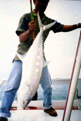 fishing in pattaya images much point mackerel