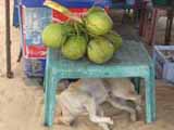 dog watching over coconuts