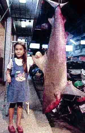 fishing in pattaya sharks - did she catch this?